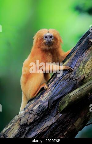 Goldlöwen-Tamarin (Leontopithecus rosalia), erwachsen, am Baum, wachsam, gefangen Stockfoto