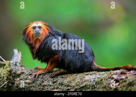 Goldkopf-Löwentamarin (Leontopithecus chrysomelas), erwachsen, auf Baum, wachsam, gefangen Stockfoto