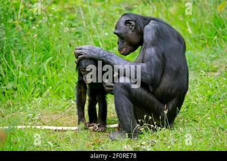 Bonobo, Zwergschimpanse (Paniskus), Erwachsene, weiblich, Mutter, Jung, soziales Verhalten, Pelzpflege, bedrohte Arten, gefangen Stockfoto