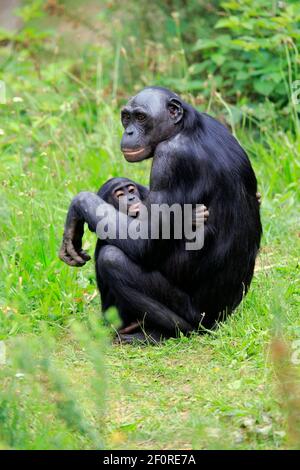 Bonobo, Zwergschimpanse (Paniskus), Erwachsene, weiblich, Mutter, Jung, Pflege, soziales Verhalten, bedrohte Arten, gefangen Stockfoto