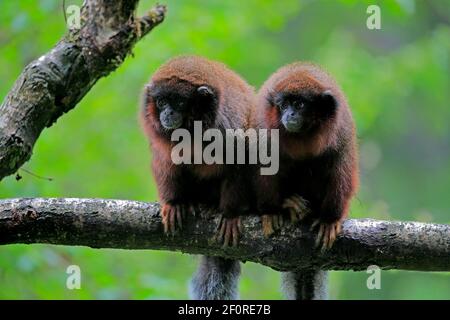 Roter Frühlingsaffe (Callicebus moloch), erwachsen Stockfoto