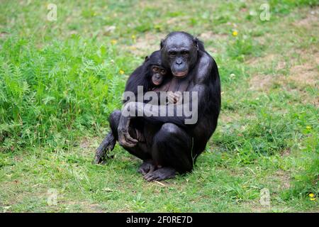 Bonobo, Zwergschimpanse (Paniskus), Erwachsene, weiblich, Mutter, Jung, soziales Verhalten, bedrohte Arten, gefangen Stockfoto