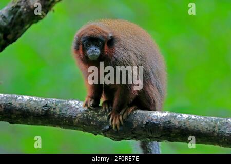 Roter Frühlingsaffe (Callicebus moloch), erwachsen Stockfoto