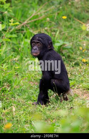 Bonobo, Zwergschimpanse (Pan paniscus), juvenil, wachsam, bedrohte Arten, gefangen Stockfoto