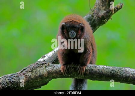 Roter Frühlingsaffe (Callicebus moloch), erwachsen Stockfoto