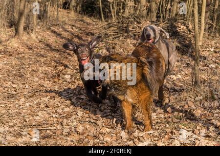 Fröhlicher Hundegrist. Braun flach beschichtete Retriever Welpen im Herbst Wald. Jagdhund Welpe. Stockfoto