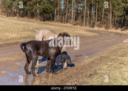 Brauner, flach beschichteter Retriever-Welpe und Weimaraner spielen im Schlamm auf einer unbefestigten Straße. Dreckiger Hund. Stockfoto