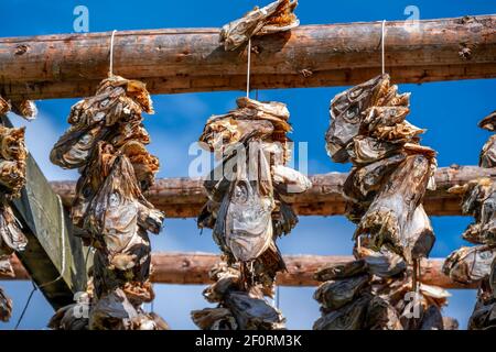 Dorschköpfe trocknen auf Holzgestell, Lofoten, Norwegen Stockfoto