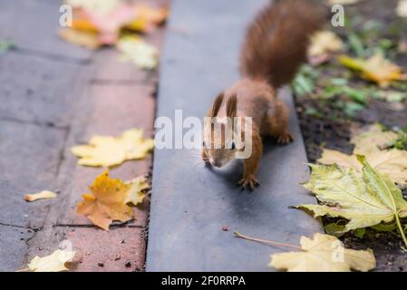 Eichhörnchen im Herbst Park Stockfoto