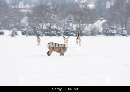 Rehe (Capreolus) Nahrungssuche in der Nähe von Häusern im Winter, Podkarpackie, Polen Stockfoto