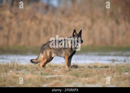 Deutscher Schäferhund (Canis lupus familiaris), erwachsen, männlich, stehend, Rheinland-Pfalz, Deutschland Stockfoto