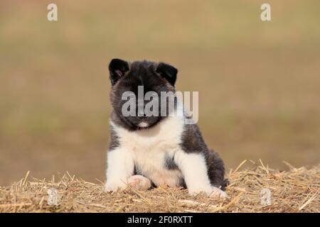 Amerikanischer Akita-Welpe (Canis lupus familiaris), im Stroh sitzend, frontal, Rheinland-Pfalz, Deutschland Stockfoto