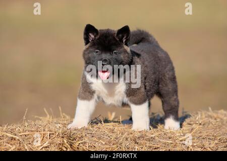 Amerikanischer Akita Welpe (Canis lupus familiaris), im Stroh stehend, Rheinland-Pfalz, Deutschland Stockfoto