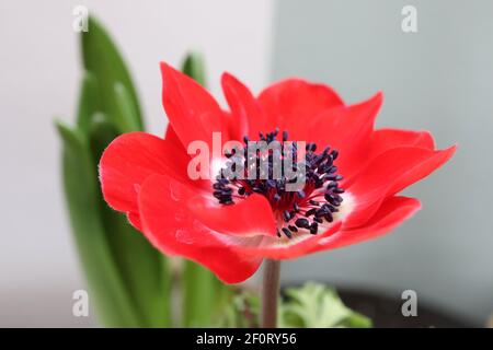 Anemone coronaria de Caen ‘Hollandia’ Poppy Anemone Hollandia – scharlachrote Blume mit weißem Basalring und schwarzem Zentrum, März, England, Großbritannien Stockfoto