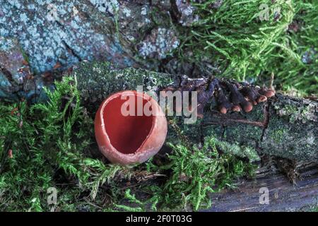 Scharlachrote Elfcup (Sarcoscypha austriaca), Trollhand (Hypocreopsis lichenoides), Mecklenburg-Vorpommern, Deutschland Stockfoto