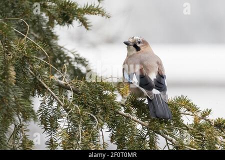 Eurasischer eichelhäher (Garrulus glandarius) auf Fichtenzweig, Hessen, Deutschland Stockfoto