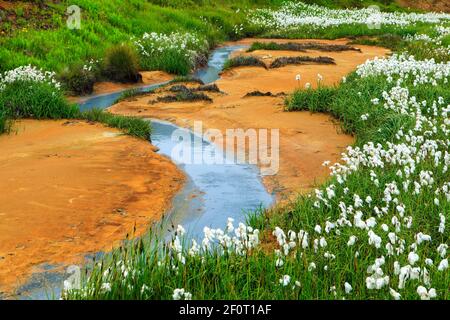 Baumwollgras (Eriophorum) in geothermischen Bereich, Mineralvorkommen, Reykjanesfolkvangur Naturschutzgebiet, Island Stockfoto