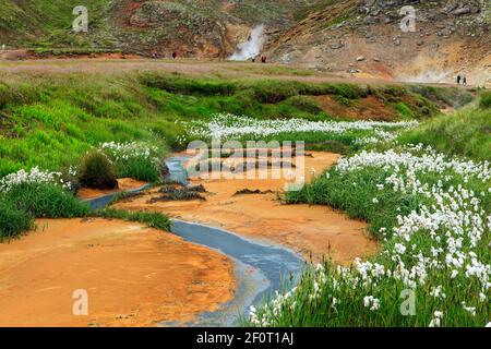 Baumwollgras (Eriophorum) in geothermischen Bereich, Mineralvorkommen, Reykjanesfolkvangur Naturschutzgebiet, Island Stockfoto