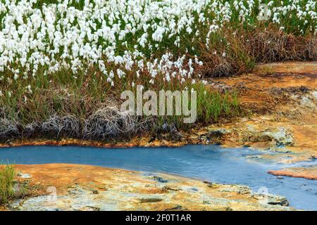 Baumwollgras (Eriophorum) in geothermischen Bereich, Mineralvorkommen, Reykjanesfolkvangur Naturschutzgebiet, Island Stockfoto