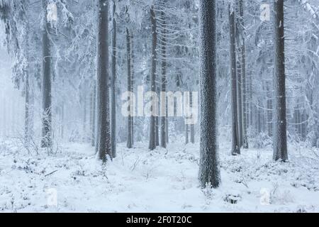 Fichtenwald im Winter mit Schnee, Reif und Nebel, Grosser Waldstein, Fichtelgebirge, Oberfranken, Franken, Bayern, Deutschland Stockfoto