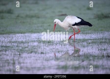 Weißstorch (Ciconia ciconia), Alte Vogelsuche, März, Niederrhein, Nordrhein-Westfalen, Deutschland Stockfoto