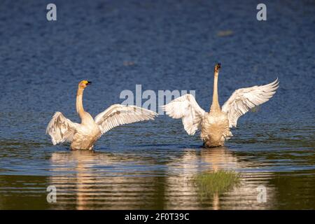 Singschwäne (Cygnus cygnus), Lausitz, Sachsen, Deutschland Stockfoto