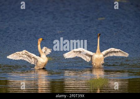 Singschwäne (Cygnus cygnus), Lausitz, Sachsen, Deutschland Stockfoto