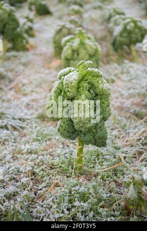 Bio-Grünkohl (Brassica oleracea var. sabellica), Velbert, Nordrhein-Westfalen, Deutschland Stockfoto