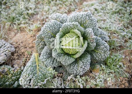 Wirsing (Brassica oleracea convar. Capitata var. sabauda) aus biologischem Anbau, Velbert, Nordrhein-Westfalen, Deutschland Stockfoto