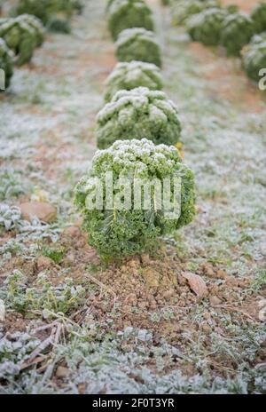 Bio-Grünkohl (Brassica oleracea var. sabellica), Velbert, Nordrhein-Westfalen, Deutschland Stockfoto