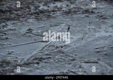 Clear Frozen Puddle Auf Muddy Pathway - Gerissen Und Gebrochen Eis - Frosty Winters Day - Kalt Unter Null Grad - Sussex UK Stockfoto