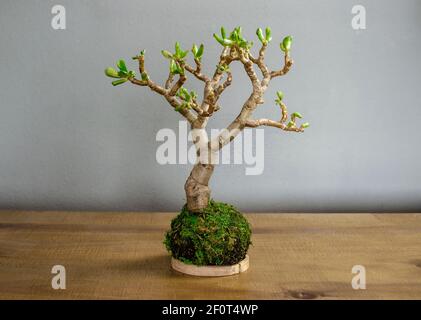 Kokedama (Moosball) Einer Sukkulenten Pflanze namens Crassula ovata gollum oder hobbit Stockfoto