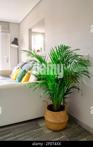 Dypsis lutescens, auch bekannt als areca Palm, auf einem Korbrücken in einem hellen Wohnzimmer. Stockfoto