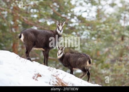 Gämsen (Rupicapra rupicapra), Gämsenziege mit Fawn auf schneebedecktem Hang im Wald, Tirol, Österreich Stockfoto