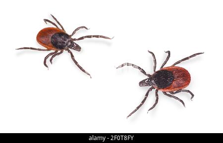 Nahaufnahme von parasitären Rizinusbohne Zecken isoliert auf weißem Hintergrund. Ixodes ricinus. Kriechende Insektenparasiten. Gefährliche Zecken übertragene Krankheiten Träger. Stockfoto