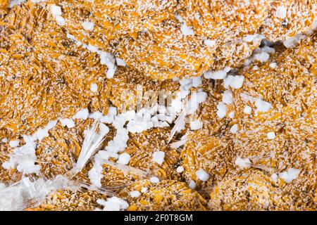 Nahaufnahme der Textur von Aragonit mit schönen Cluster von Kristallen. Detail aus orangenen und weißen Mineralien aus Calciumcarbonat. Mineralogieprobe. Stockfoto