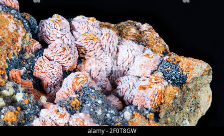 Schönes Detail von Aragonit Mineralstein isoliert auf einem schwarzen Hintergrund. Nahaufnahme der weißen und orangen Kristallform von Calciumcarbonat. Mineralogie. Stockfoto