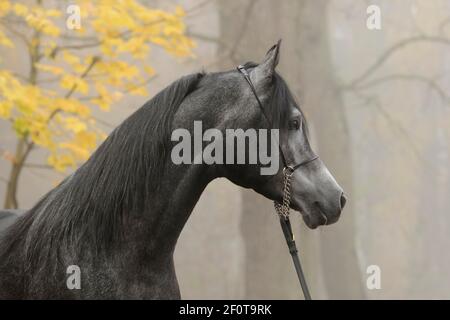 Vollblut, Hengst, grau im Nebel, mit Schauhalter, Herbst Stockfoto