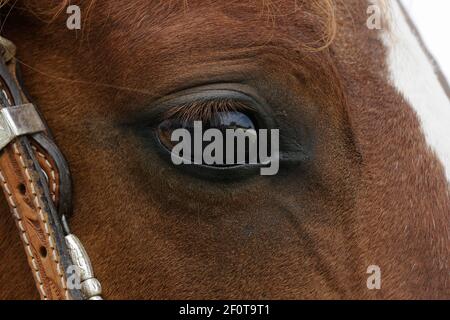 Vollblut, Stute, Auge, braun Stockfoto
