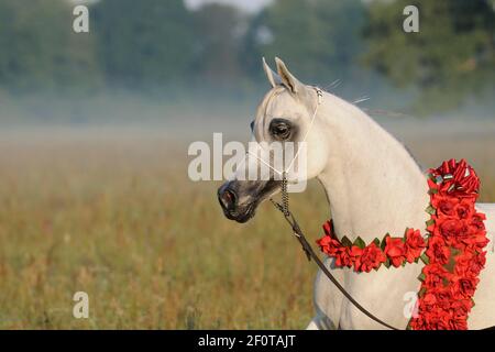 Arabisches Vollblut, weißes Pferd mit einem roten Blumenkranz trabt auf der Weide Stockfoto