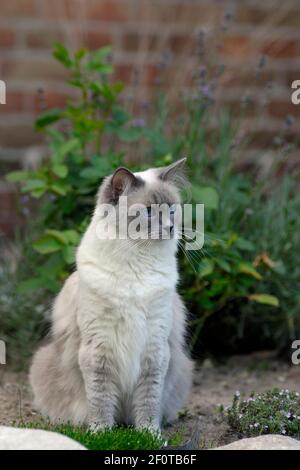 Ragdoll Katze im Garten Stockfoto