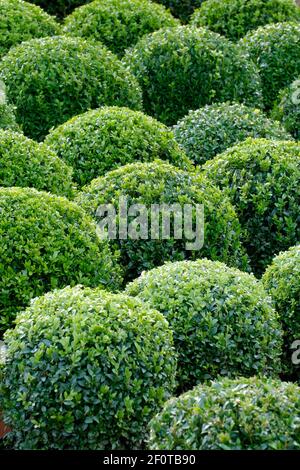 Common Box (Buxus sempervirens), kugelförmig Stockfoto