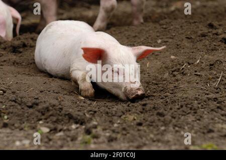 Hausschwein, Ferkel liegt im Sand Stockfoto