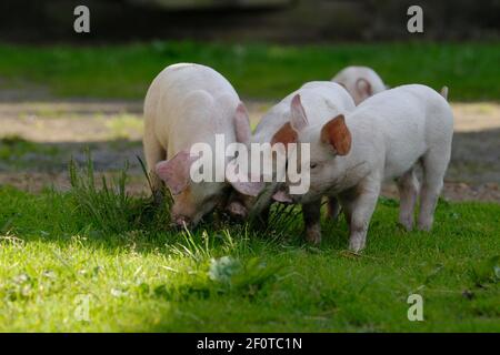Hausschwein, Ferkel schnüffeln an Grasbüschel Stockfoto