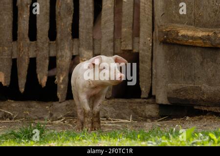 Hausschwein, Ferkel vor stabil Stockfoto