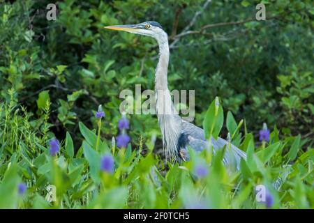 Blaureiher (Ardea herodias), Reiher, Tiere, Vögel, Blaureiher, Nationalpark La Mauricie, Quebec, Kanada Stockfoto