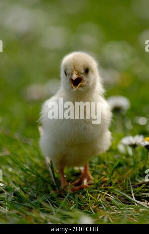 Hähnchen (Gallus gallus domesticus), quietschendes Küken Stockfoto