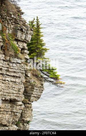 Bäume wachsen auf Klippen, Forillon National Park, Quebec, Kanada Stockfoto