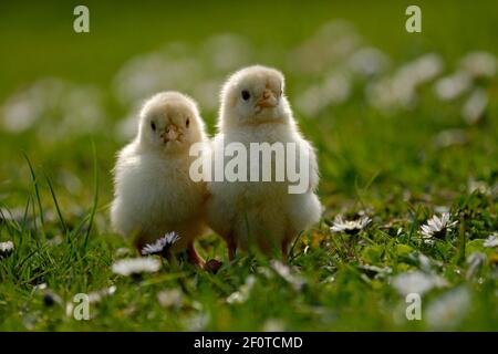 Hähnchen (Gallus gallus domesticus), zwei Küken Stockfoto