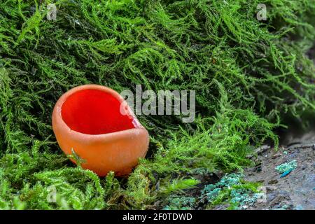 Scharlachrote Elfcup (Sarcoscypha austriaca), Mecklenburg, Deutschland Stockfoto